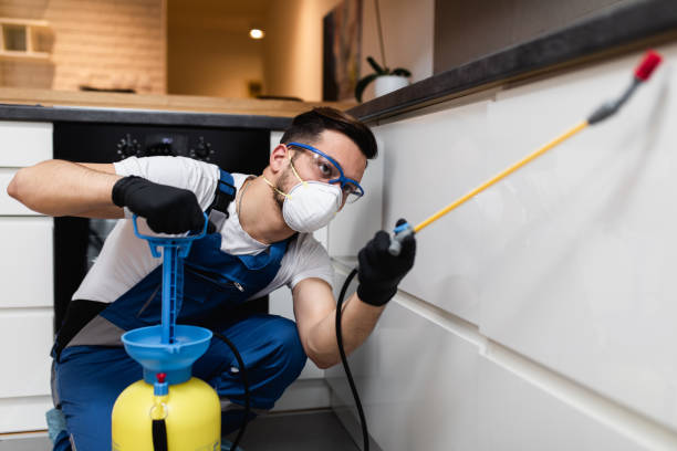 Best Rat Extermination Near Me  in Chaffee, MO