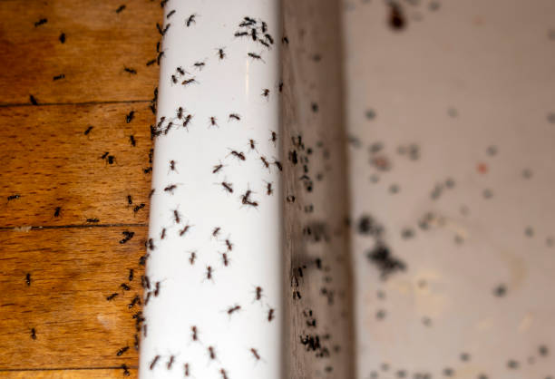 Best Termite Control Services  in Chaffee, MO